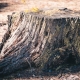 Should I remove dead trees from my yard?