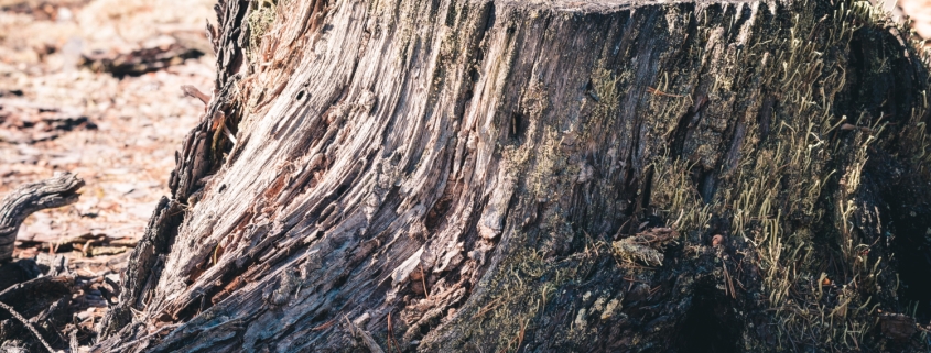 Should I remove dead trees from my yard?