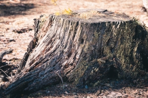 Should I remove dead trees from my yard?